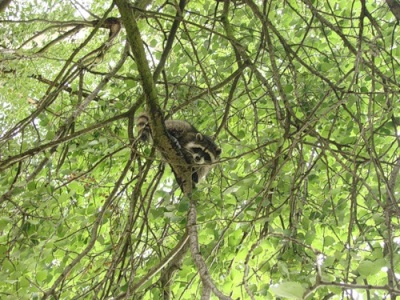 shashliki8_400. shashliki8_400.